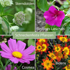 Mdr Garten Schnecken Im Beet Um Diese Sommerblumen Facebook