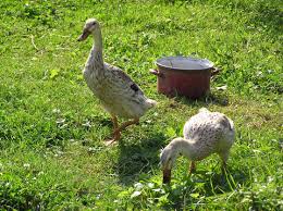 Ente aus polystone / wetterfest messe ausstellungs figur maße ca. Laufenten Tipps Zur Haltung Und Pflege Mein Schoner Garten