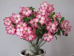 Image result for Adenium