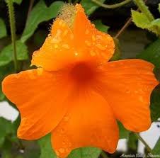 Image result for Thunbergia gregorii