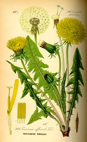 Image result for Taraxacum