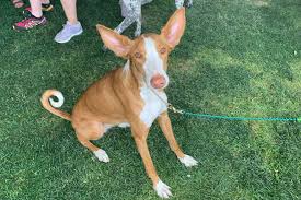 Ibizan Hound From The Island Of Ibiza In Spain These Dogs Are Used For Hunting Rabbits And Other Small Rodents Ibizan Hound Hound Dog Pharaoh Hound