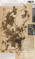 Image result for Geranium aculeolatum