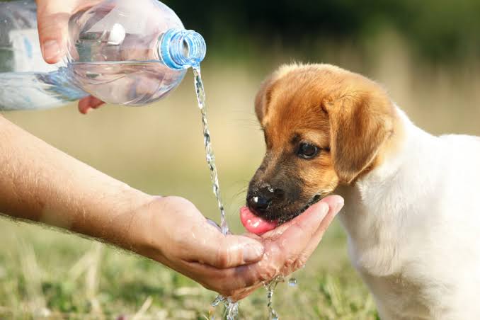 Cuidados com o seu pet no calor – Blog do Interlagos