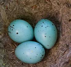 Bird Eggs With Brown Spots On Shell British Birds Eggs Identification Guides Bird Spot Song Thrush Bird Eggs Artificial Birds