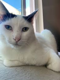 Anyone know of a really good swim school for toddlers/pre-schoolers?