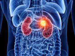 Glomerulare Filtrationsrate Gfr Wert Zu Niedrig