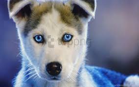 Baby Blue Eyed Husky Puppy Wallpaper Background Best Stock Photos Toppng