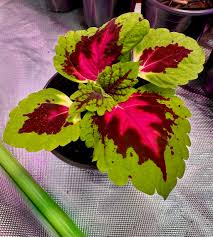 Image result for Coleus stuhlmannii