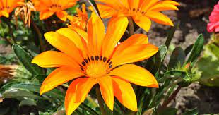 Gazania 'aztec orange' gazania rigens 'aztec orange' there are many different cultivars of this flower and so choose the one that you like. Gazania Flower Care Growing The Treasure Plant How To