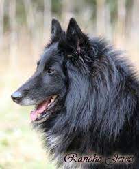 Pin By Laura Shapiro On Bergers Belges Schipperkes Belgian Shepherd Belgian Sheepdog Dogs