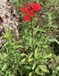 Image result for Rhodopentas