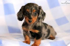 As a result here is a list of some of the engaging reasons why dogs are the best pets. Mini Doxie Puppies For Sale Near Me Pasteurinstituteindia Com