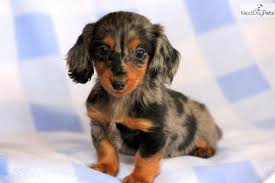 1:05 keystone puppies 499 просмотров. Princess Mini Dachshund Female Dachshund Puppy Miniature Dachshund Puppies For Sale Daschund Puppies