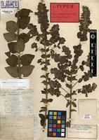 Image result for Tinnea apiculata