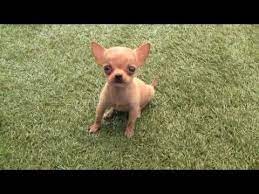 Pin En Perritos