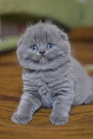 eda nin blogu kedi sahiplenmeden once siteme bir goz atin