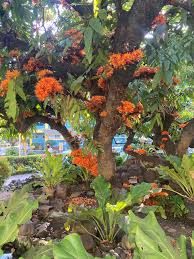 Image result for Senecio urundensis