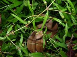 Image result for Oldenlandia lancifolia