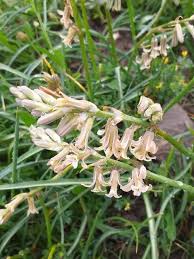 Image result for Dipcadi brevifolium