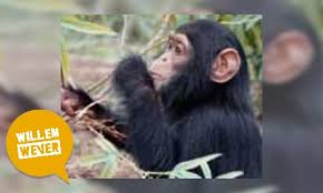 De apen zijn verdeeld in twee groepen (parvordes), de breedneusapen (platyrrhini. Jeugdbieb