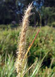 Image result for Cenchrus ciliaris