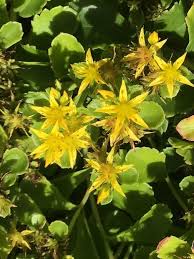 Image result for Aizoon virgatum