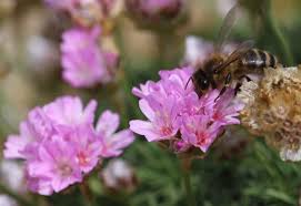 Image result for Emilia caespitosa