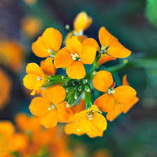 Whether you are searching for shrubs in northwest states that provide food (like berries) for wildlife or you want to brighten up the winter landscape with a blooming perennial, there are plenty of options for suitable pacific northwest bushes. Best Early Spring Flowers For The Pacific Northwest Early Spring Flowers Wallflower Plant Flowers Perennials