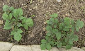 Also, see tips on how to store potatoes to keep them fresh—and some homemade potato recipes. What Do Potatoes Leaves Look Like When They Grow Eat Like No One Else