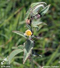 Image result for Sida acuta