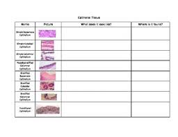 Epithelial Tissue Worksheets Teaching Resources Tpt