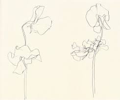 And It Was Monday Plant Drawing Ellsworth Kelly Flower Sketches