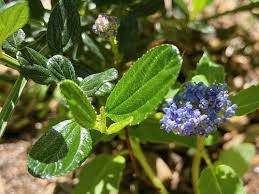 Image result for Ceanothus thyrsiflorus
