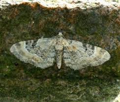 Image result for Eupithecia pulchellata
