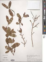 Image result for Brackenridgea