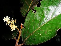 Image result for Beilschmiedia michelsonii