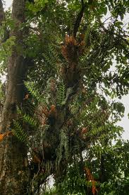 Image result for Drynaria volkensii