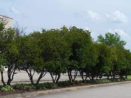 Wax Myrtles Evergreen Can Be Used As A Hedge Or Limbed Up As Small Trees They Will Provid Landscape Plans Landscaping Inspiration Evergreen Trees For Privacy
