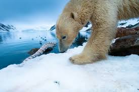 Stunning Photography Of To The Arctic Book And Film Polar Bear Animals Baby Animals
