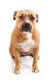 Pin On Pit Bull