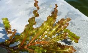Image result for Potamogeton crispus
