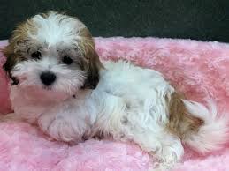 Over 350 franchise opportunities for sale on bizbuysell's directory. Maltipoo Puppies Petland San Antonio
