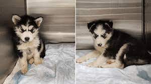 Are husky puppies hard to train? Puppies Found Living In Filth Need Donations To Save Them