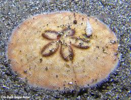 Image result for Cola natalensis