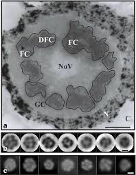 Although the precise molecular structures within nucleoli have not yet been. Typical Plant Nucleoli Of Tip Root Meristem Cells And Nucleolar Download Scientific Diagram