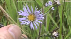 Image result for Aster chimanimaniensis