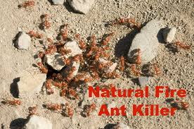However, if a person is allergic, one sting if breathing is normal and the sting victim is not known to have a serious ant sting allergy, the following home remedies can be effective Fire Ant Killer That Works Fast No Chemicals Healthy Home Economist