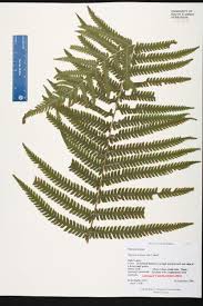 Image result for Thelypteridaceae