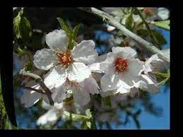 Tudor gheorghe live petrecere cu taraf muzica lautareasca autentica. Au Innebunit Salcamii Youtube